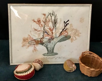 Antique Pressed Seaweed Specimens and Watercolor, Flowers of the Sea