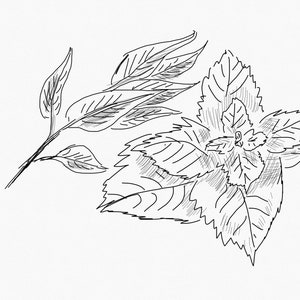 May include: A black and white line drawing of a leafy plant with multiple leaves.