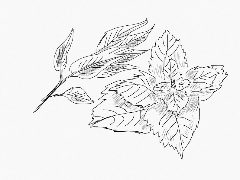 May include: A black and white line drawing of a leafy plant with multiple leaves.