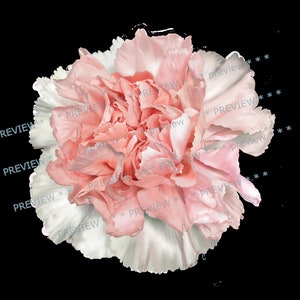 Peinture numérique Œillet rose