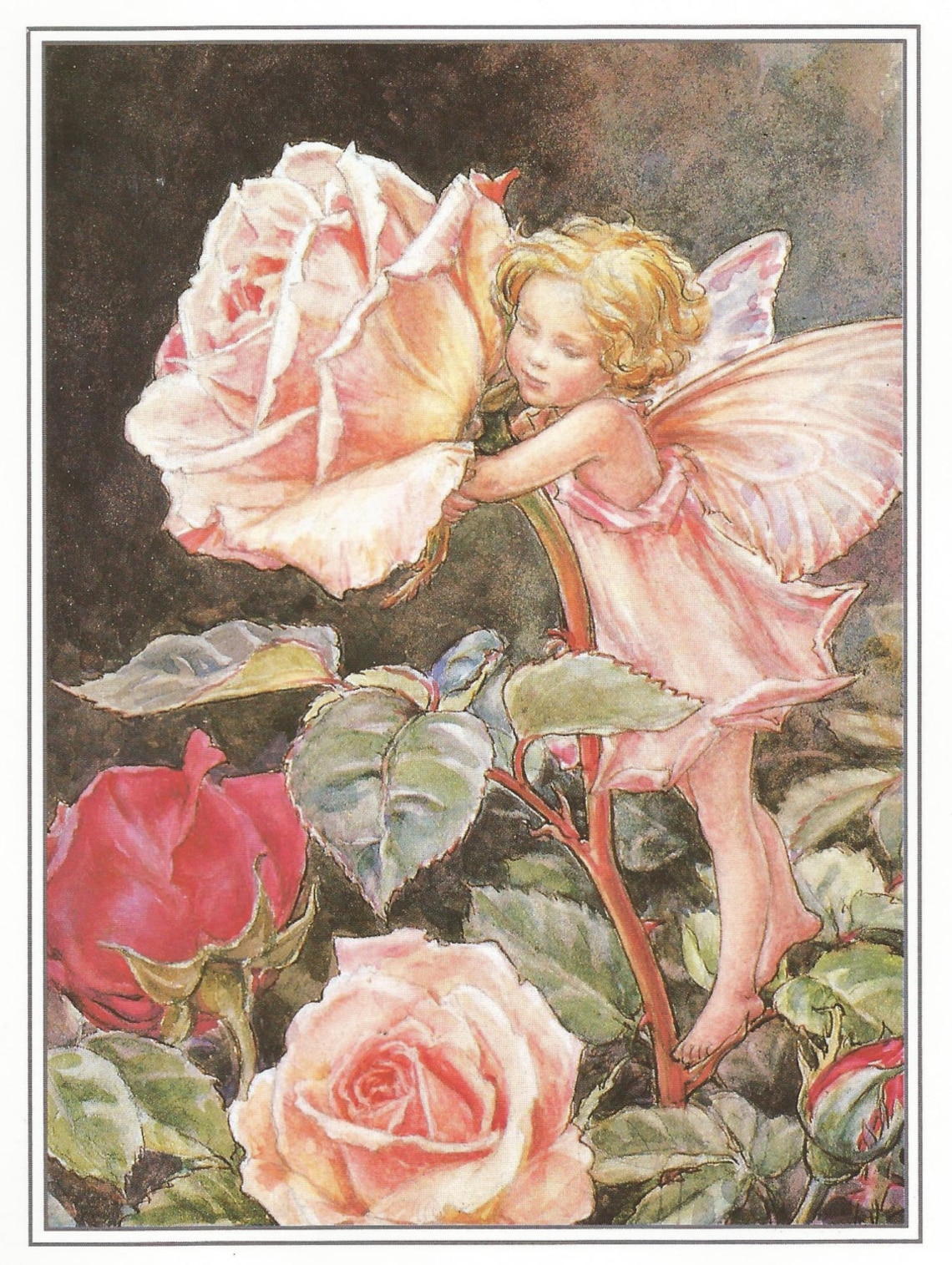The Rose Fairy Cicely Mary Barker Flower Fairies Vintage Print image 1