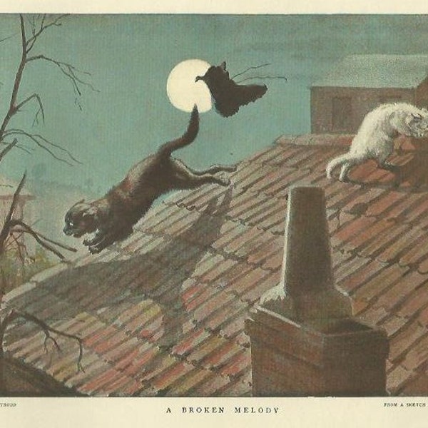 Black and White Cat on Rooftop A Broken Melody by W H Trood 1894 vintage print art picture home decor wall art