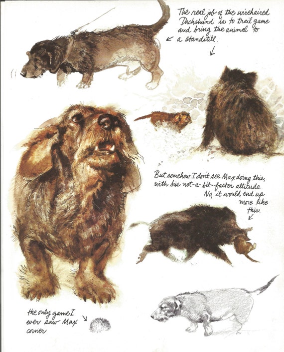 wild boar dachshund