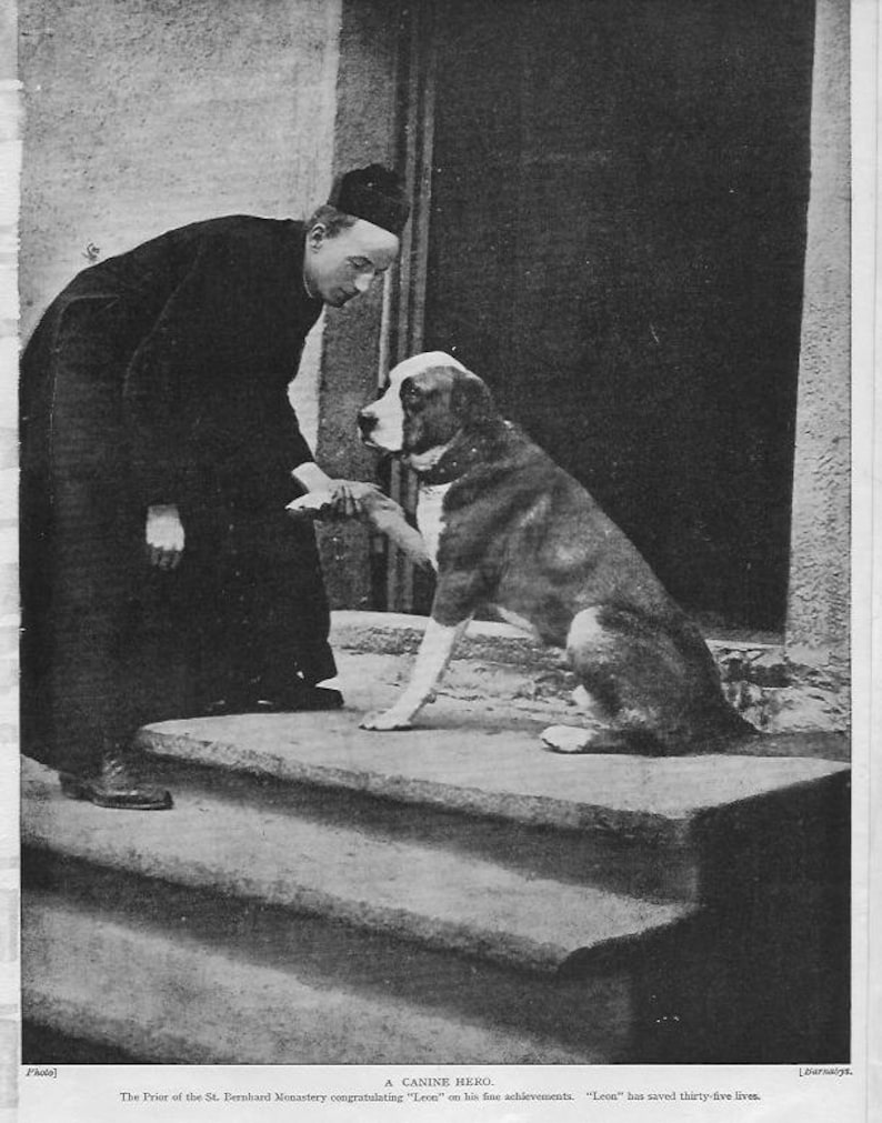 Saint Bernard St Bernard dog Print 1935 Leon and the Prior of Etsy