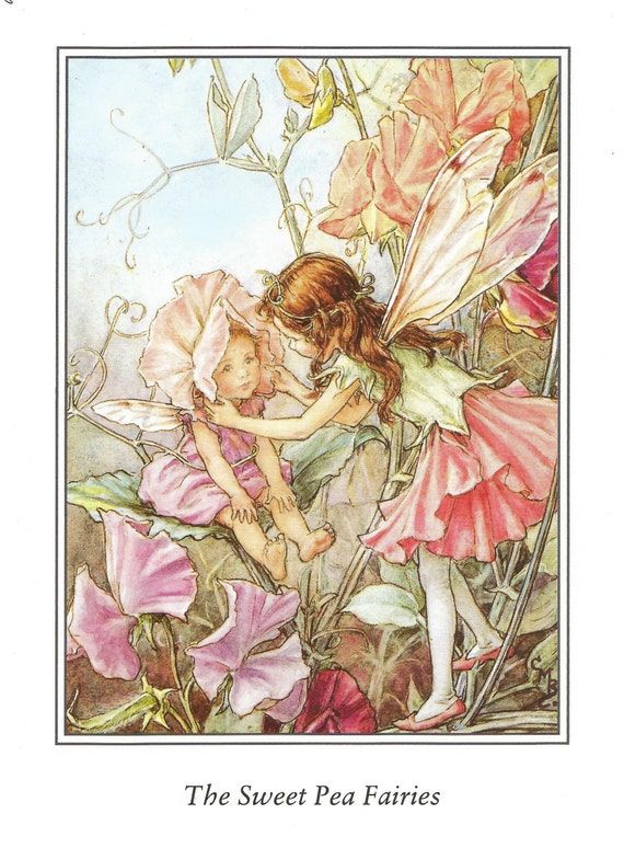 Sweet Pea Fairies Fairy Cicely Mary Barker Flower Fairies Etsy