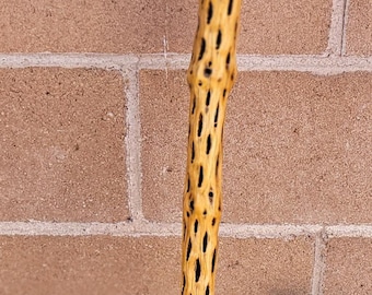 Cholla Cactus Walking/Hiking Stick 47"   (M)