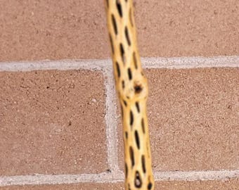 Cholla Cactus Walking/Hiking Stick 50"   (I)