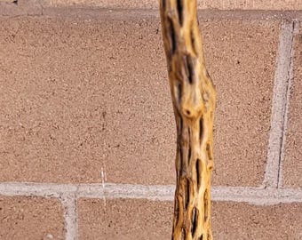 Cholla Cactus Walking/Hiking Stick 51"   (H)