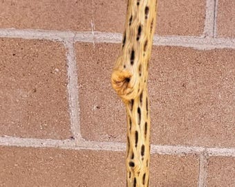 Cholla Cactus Walking/Hiking Stick 50"   (F)