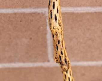 Cholla Cactus Walking/Hiking Stick 49"   (T)