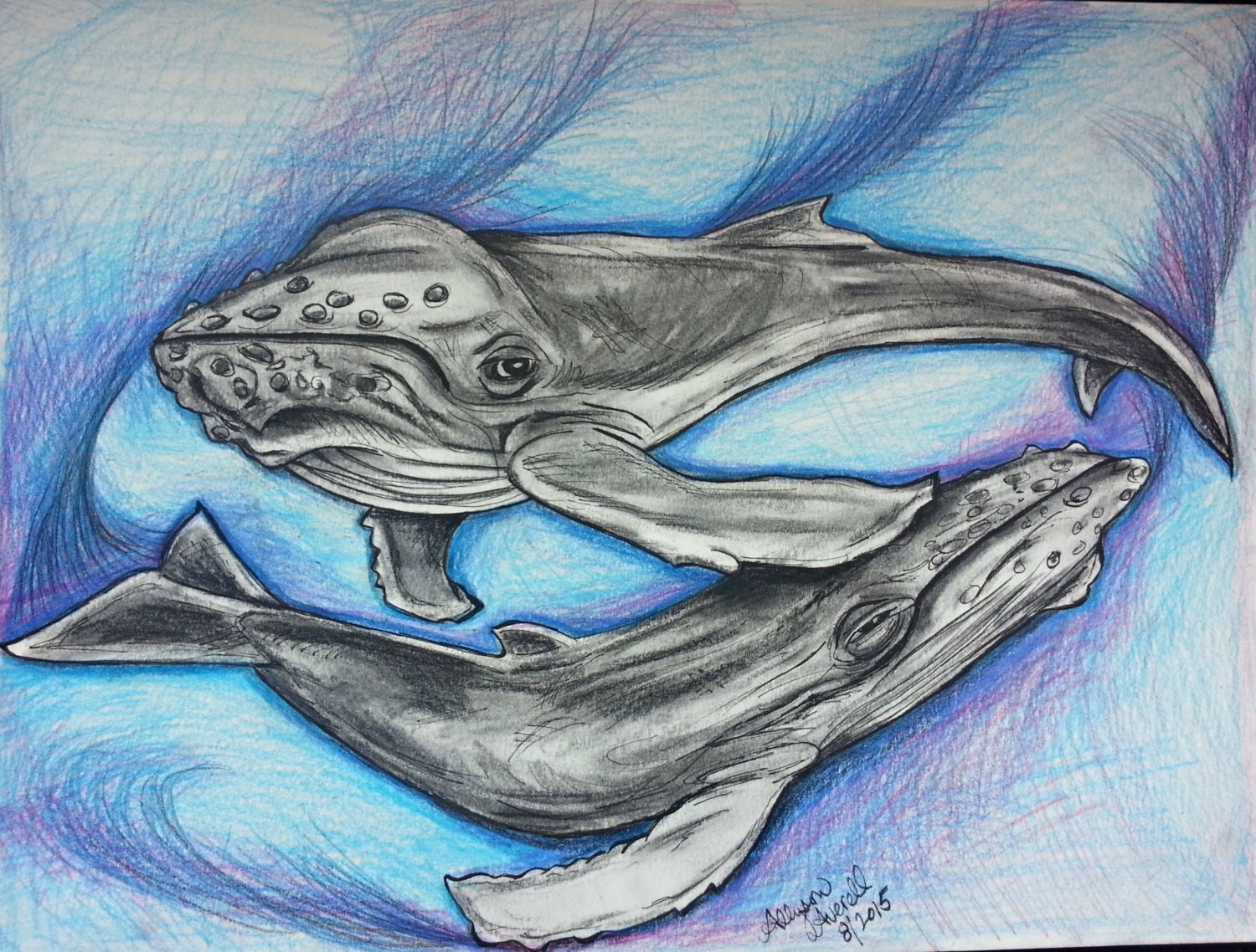 Original Humpback Whale Drawing on Paper Color Pencils and Charcoal OOAK