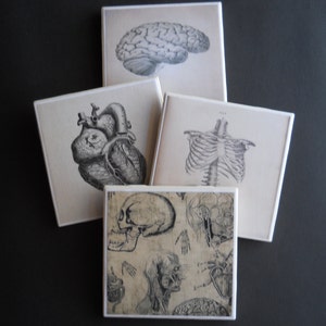 Human Anatomy Coasters ~ Ceramic Tile Coasters ~ Skeleton Coasters ~ Teacher Gift ~ Gift for Nurse ~ Creepy Coasters ~ Creepy Home Decor