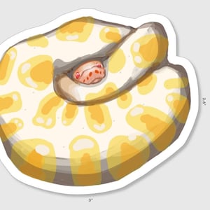 Albino Ball Python Sticker