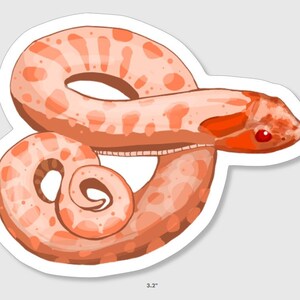 Albino Hognose Snake Sticker