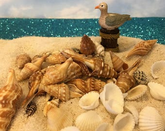 15 Seashells, Fairy Garden Miniatures Shells, Craft Projects, Fairy Accessories, Beige and White Seashells