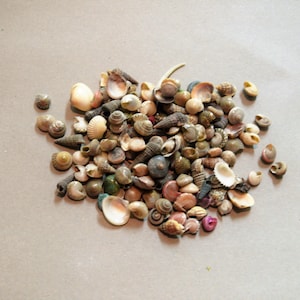 50 Tiny Seashells for your Fairy Garden Path, Terrarium, Craft Projects or Jewelry