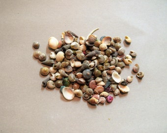50 Tiny Seashells for your Fairy Garden Path, Terrarium, Craft Projects or Jewelry