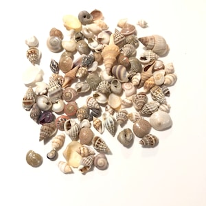 25 Beach Shells, Natural Shells, Craft Supplies, Larger and Smaller Shells