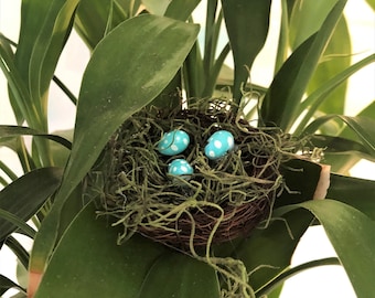 Miniature Bird's Nest, Robin Eggs in a Nest