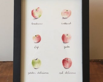 Apples Variety Print 5x7