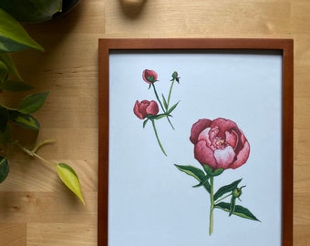 Peonies Flower 8" x 10" Watercolor Print