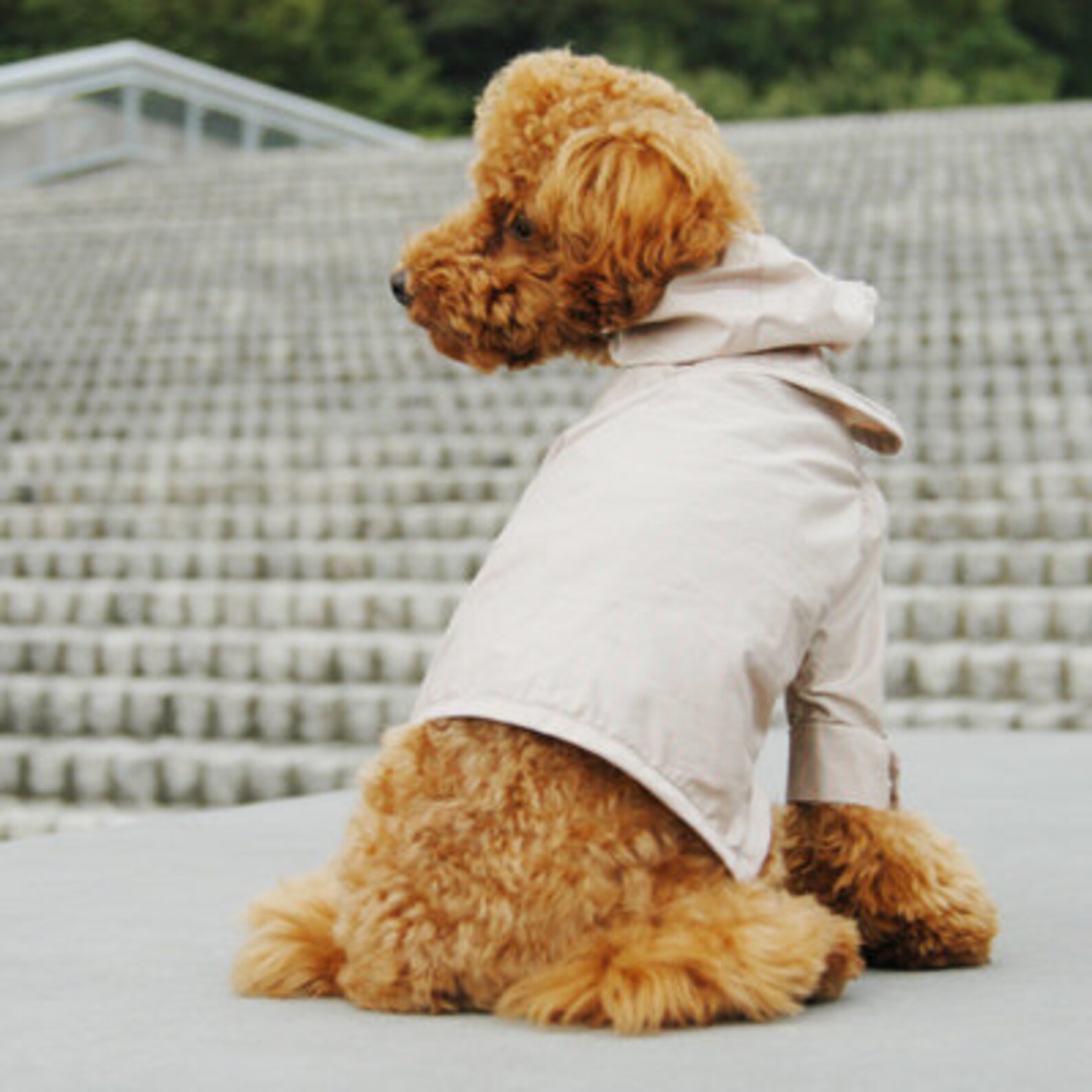 Dog Clothes RAINCOAT PDF Pattern and Recipe Etsy