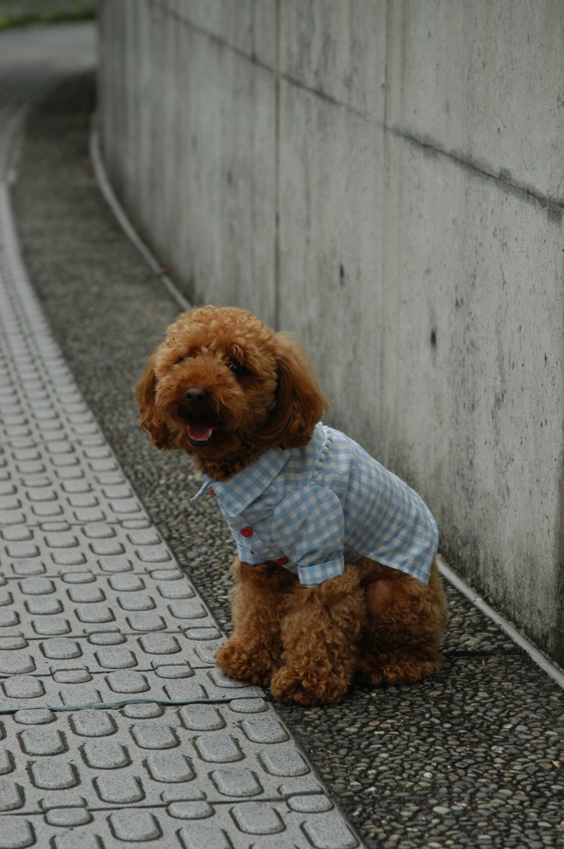 Cool Dog Clothes SHIRT Pattern & Recipe Etsy