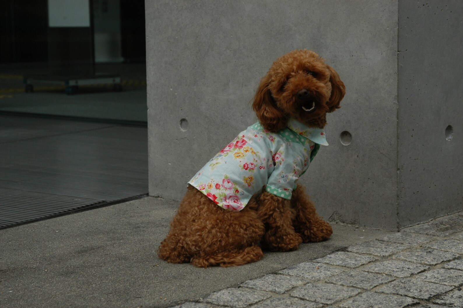 Cool Dog Clothes SHIRT Pattern & Recipe Etsy