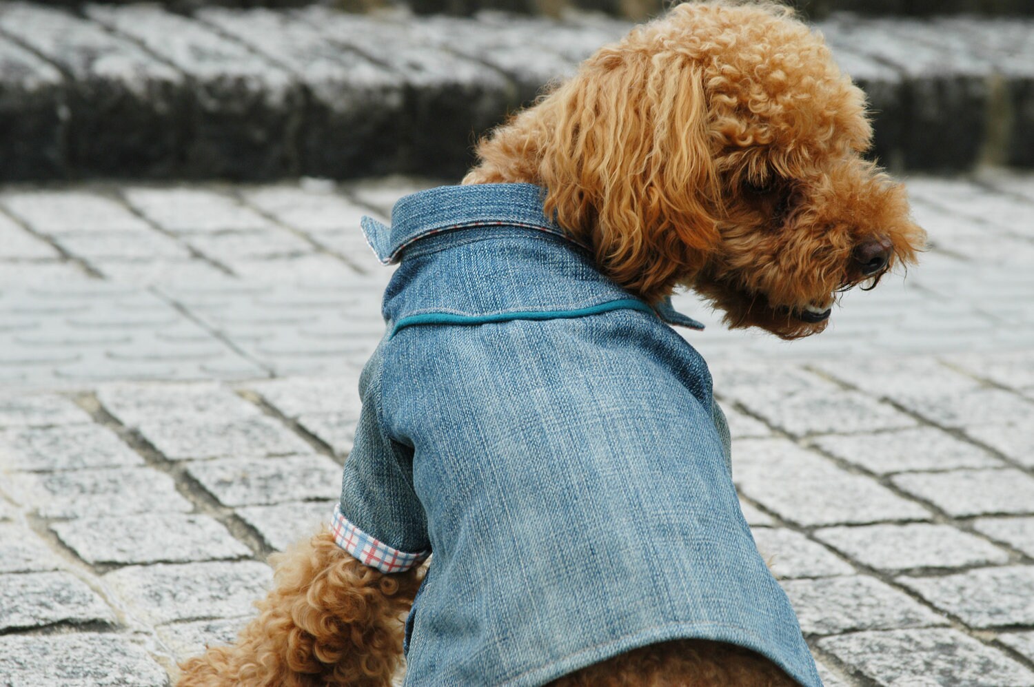 Cool Dog Clothes SHIRT Pattern & Recipe Etsy
