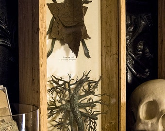The Camouflaged - Insect Shadow Box - Screen Printed Sculptures