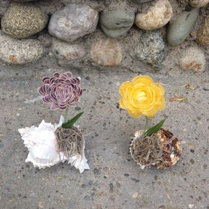 May include: Two seashells with flowers inside. One seashell is white and the other is brown. The flowers are purple and yellow.