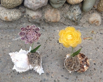 Two Seashell Flower in a Shells