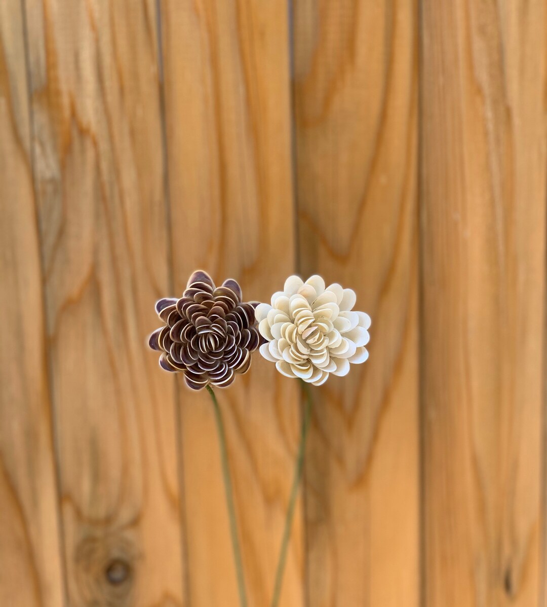 Two One of a Kind Intricate Seashell Flower Stems - Etsy