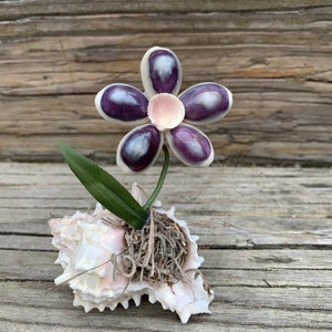 May include: A purple seashell flower with a pink center, nestled in a white seashell with brown moss. The flower is on a wooden background.