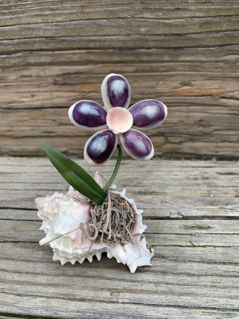 May include: A purple seashell flower with a pink center, nestled in a white seashell with brown moss. The flower is on a wooden background.