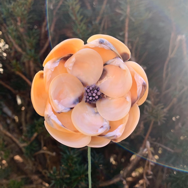 Eine von einer Art komplizierten Seashell Flower Stem Bild 14