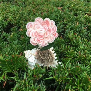 May include: A pink and white seashell flower arrangement with a seashell base and a brown moss accent.