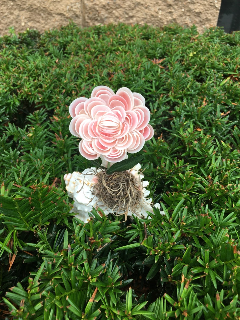 May include: A pink and white seashell flower arrangement with a seashell base and a brown moss accent.