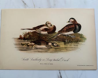 Antique 1800s South Southerly Long Tailed Ducks Bird John James Audubon Print Nature