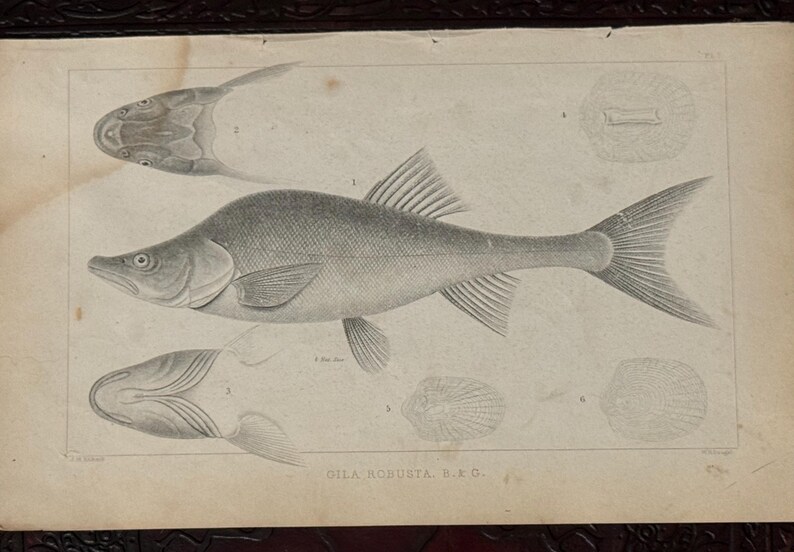 Roburta Antique Trio of JH Richard Etching Engravings Fish Ephemera - Etsy
