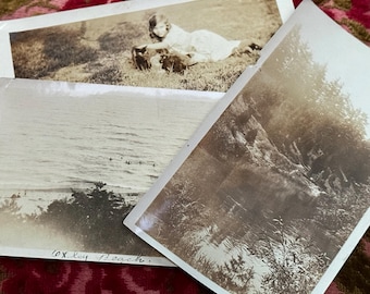 Trio of Beautiful Vintage Photos Girl w/ Cats Kittens Nature Landscapes Water