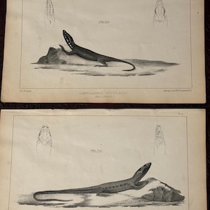 May include: Two antique botanical prints featuring detailed illustrations of lizards. The top print depicts a lizard labeled "LAMPROSAURUS GUTTULATUS", while the bottom print shows "ELGARIA MARGINATA". Each print includes a head diagram and text.