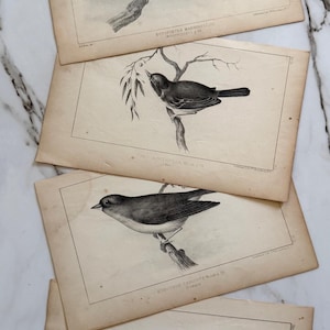 May include: Four vintage bird prints, each featuring a detailed illustration of a different bird species perched on a branch. The prints are in black and white, with text at the bottom of each print. The paper has a yellowed, aged appearance.