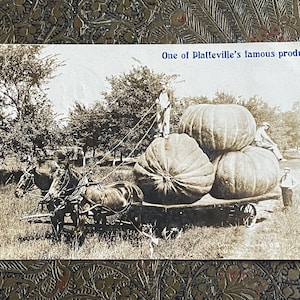 Antique RPPC Real Photo Postcard Exaggerated Pumpkins Plattesville Colorado Humor Photo 1910 Ephemera