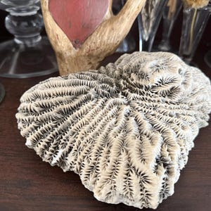 May include: A natural, off-white coral specimen with intricate, textured patterns. The coral is heart-shaped and sits on a dark wooden surface. The detailed surface shows a complex arrangement of small, repeating structures, creating a unique decorative piece.