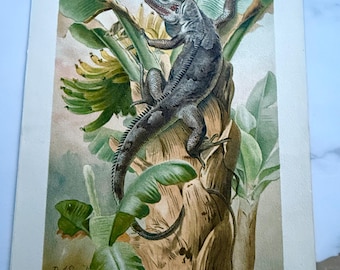 Antique 1890s Reptile Black Iguana Lizard Nature PJ Smith Print Ephemera