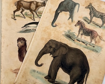 Antique Pair of Natural History Elephants Zebra Camel Dolphin Deer Engraving Book Plates WC Wrankmore