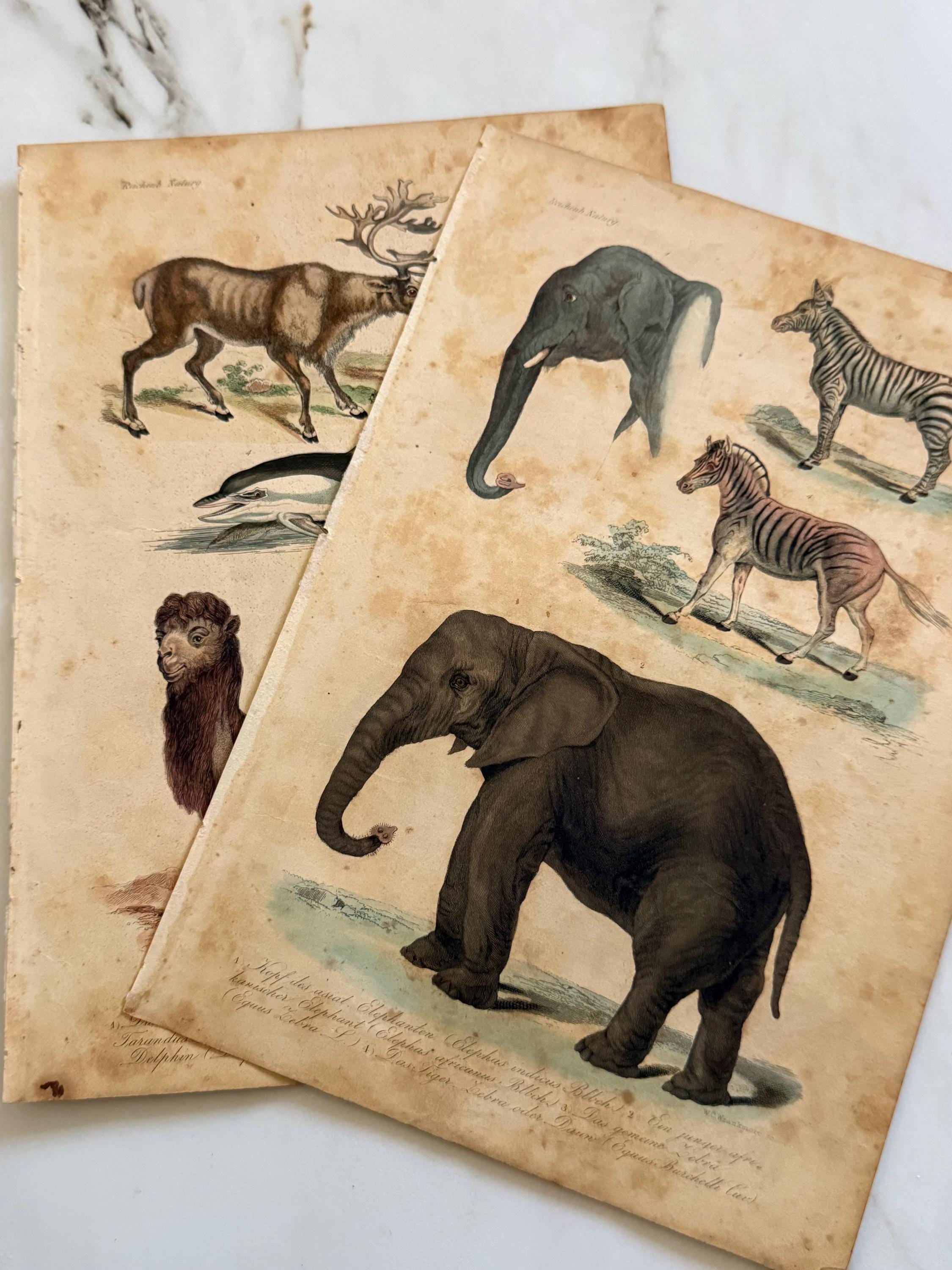Antique Natural History Plates - Etsy