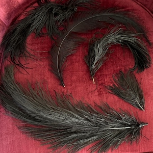 Assorted Lot of Antique & Vintage Millinery Black Ostrich Feathers