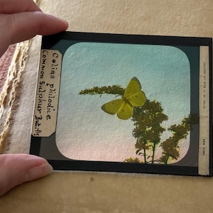 May include: A vintage glass slide depicting a yellow butterfly, known as the Common Sulphur Butterfly, perched on a green plant against a blue sky background. The slide is labeled "Colias philodice Common Sulphur But, thy" and "COLORED BY W.C. M. HILL NEW YORK".